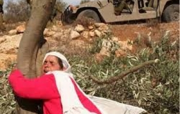 زيتون.jpg